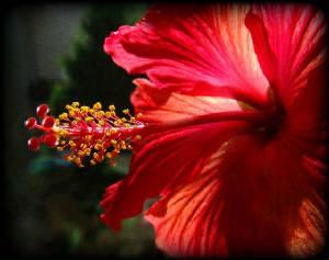 hibiscus3b.jpg