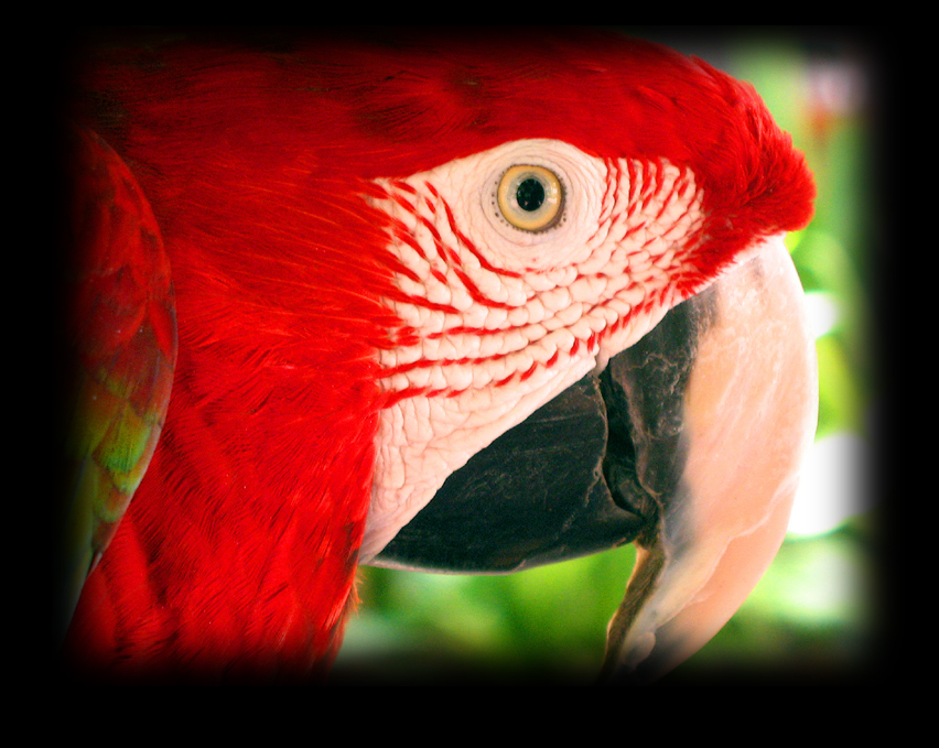 parrot-web.jpg